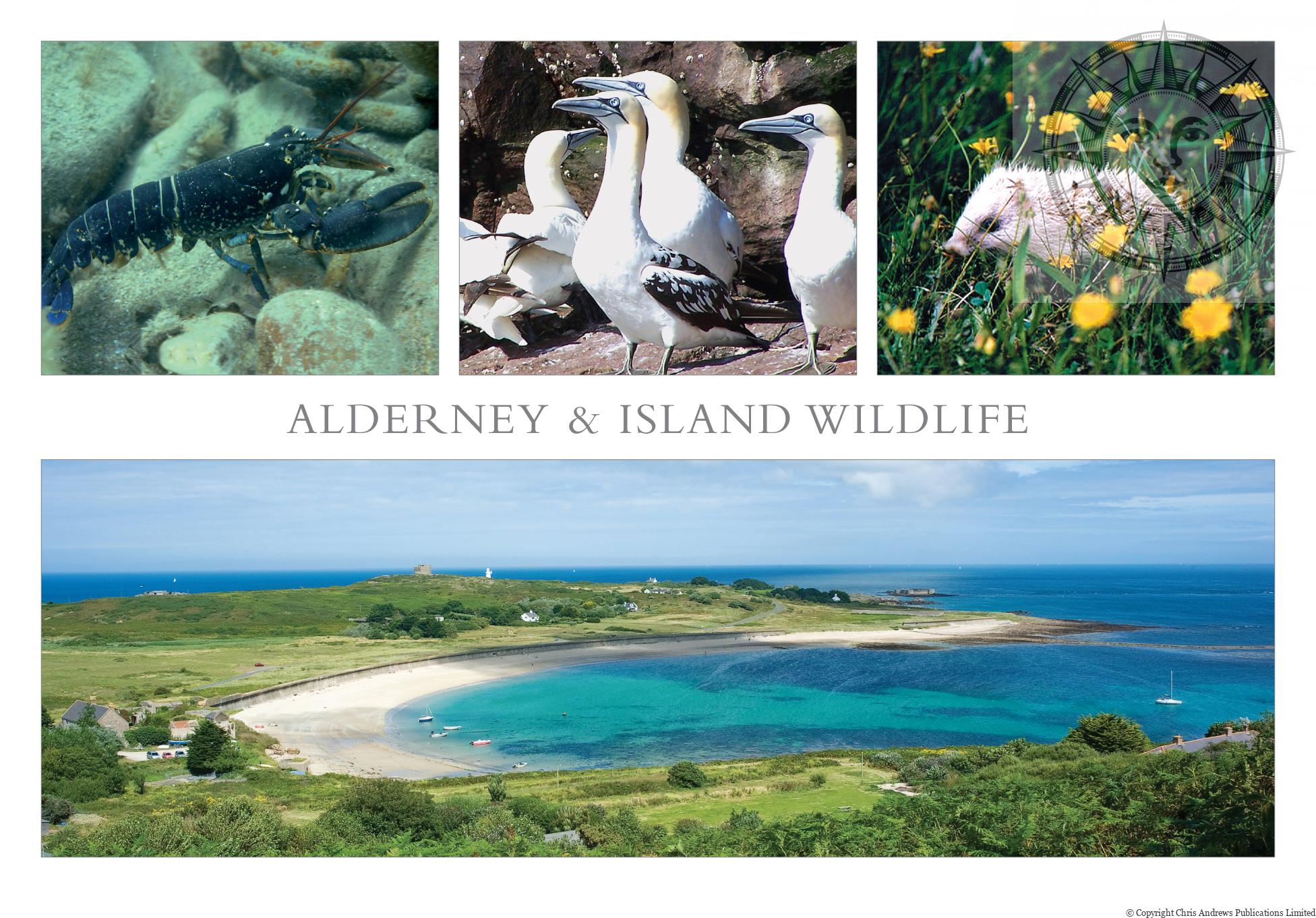 Ref: ALD16 Alderney postcard